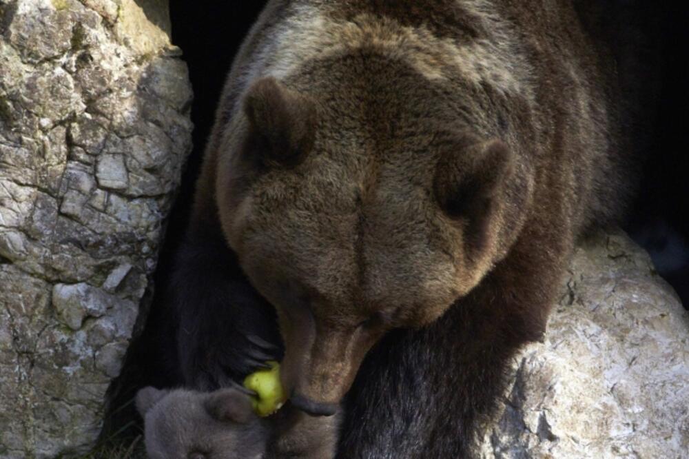 mladunčad medvjeda, King, Zoi, Foto: Reuters