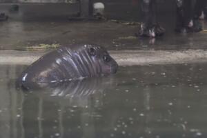 Svijet je bogatiji za još jednog patuljastog nilskog konja