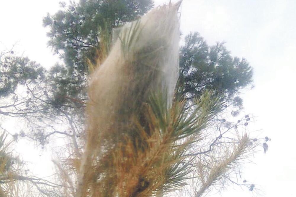 borovi četnici, Foto: Privatna arhiva