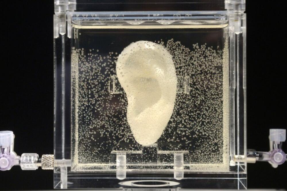 Van Gog uvo, Foto: Twitter.com