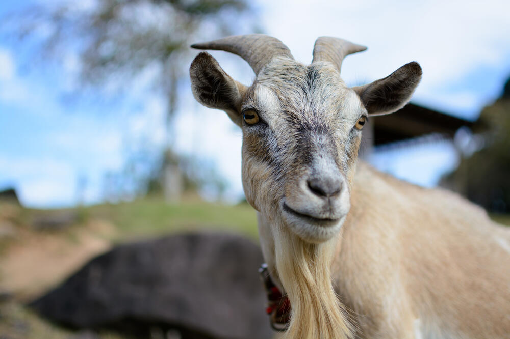 koza, Foto: Shutterstock
