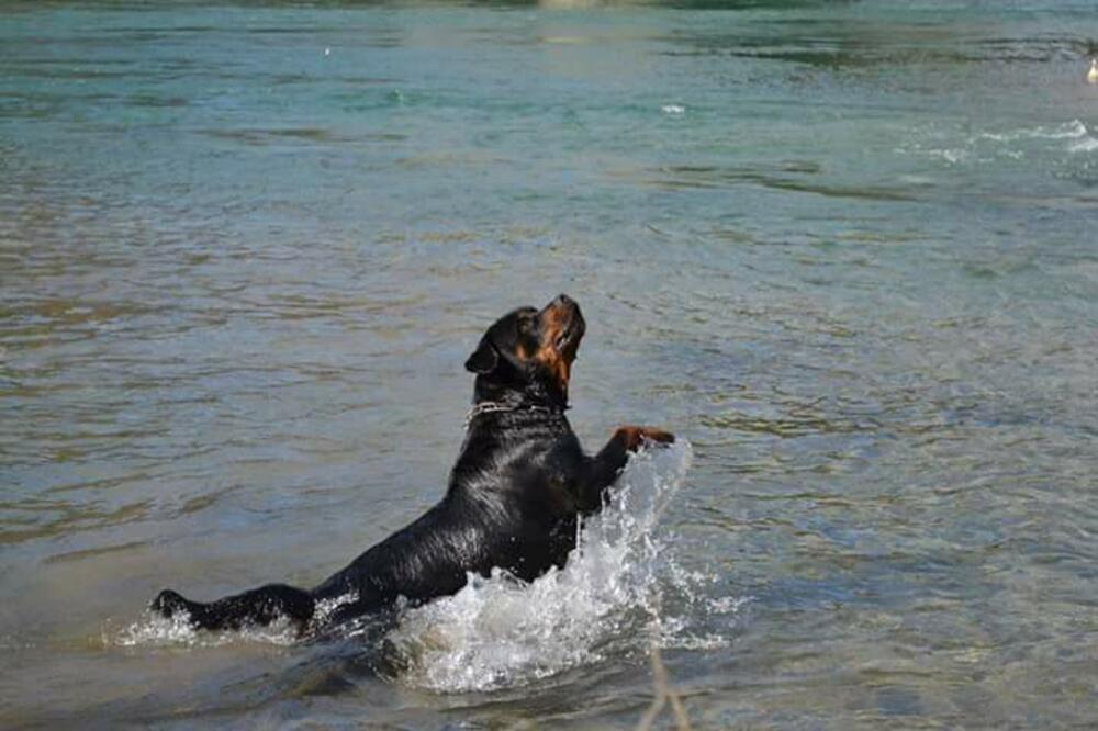 pas Greta, Foto: Privatna arhiva