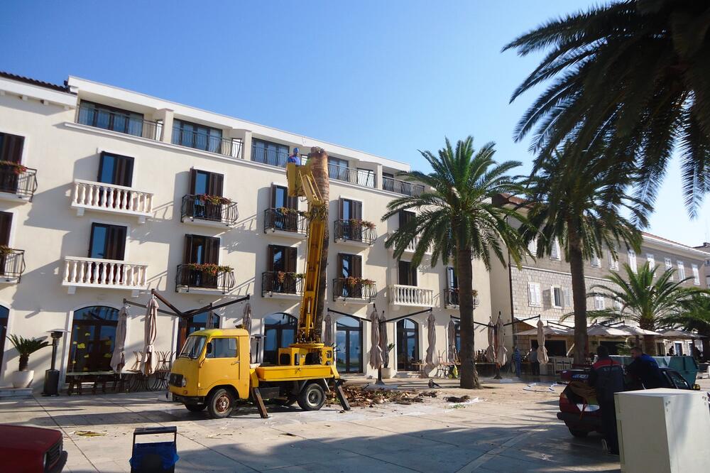 Palmin surlaš, Foto: Siniša Luković