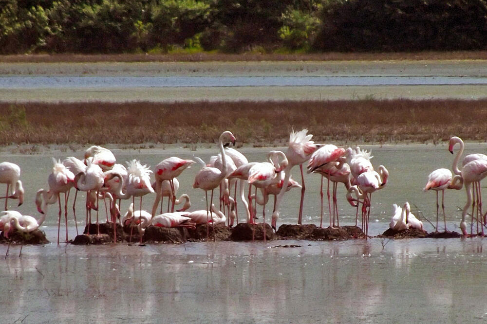 Solana ptice, Foto: Czip.me