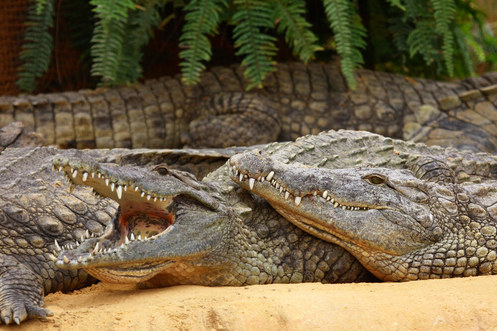 krokodili, Foto: Shutterstock