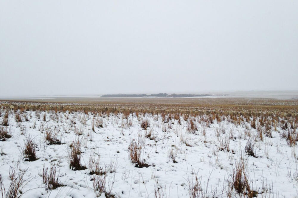 ovce, Kanada, Foto: Boredpanda.com