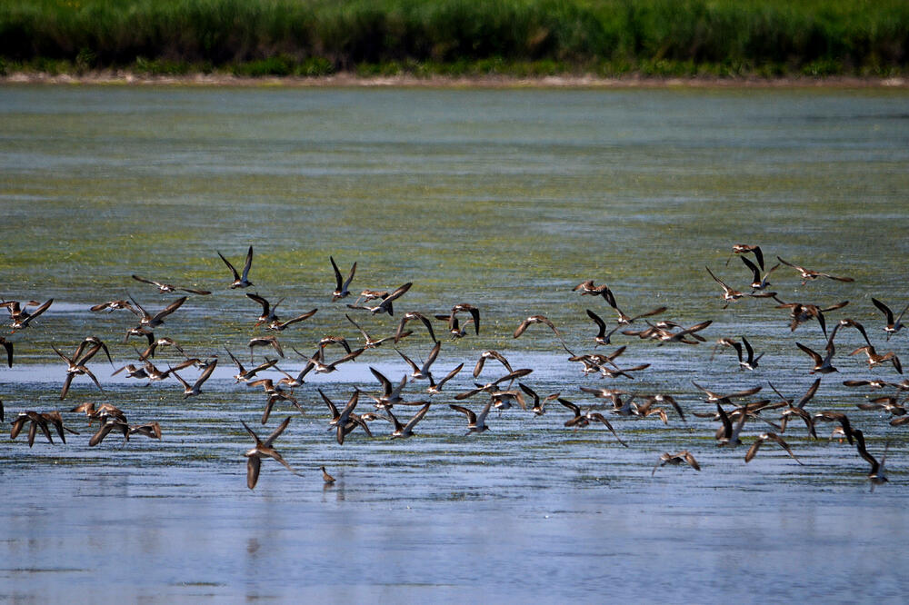 Solana ptice, Foto: Czip.me