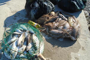 NP Skadarsko jezero: Zaplijenjeno 350 kilograma ribe