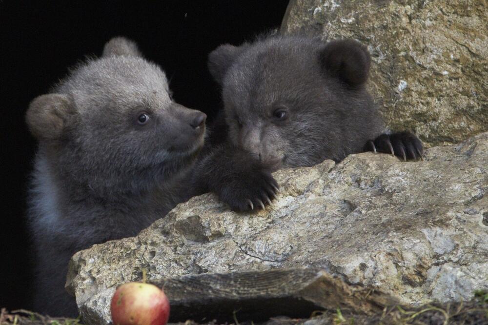 mladunčad medvjeda, King, Zoi, Foto: Reuters