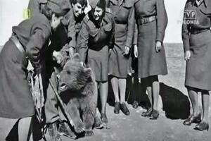 Vojtek - jedini medvjed koji je zvanično dobio vojni čin
