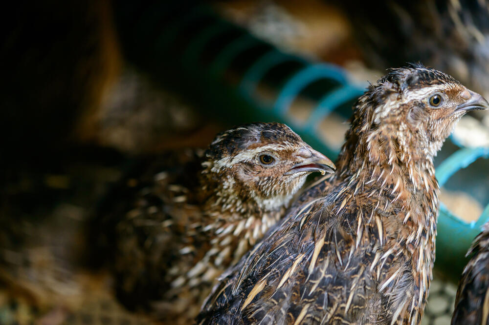 jarebica, Foto: Shutterstock