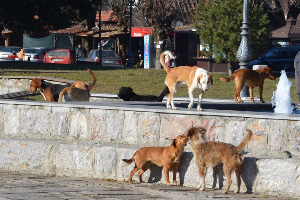 psi lutalice, Kolašin, Foto: Dragana Šćepanović