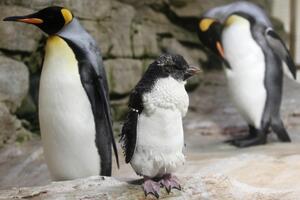 Zoo vrt u Melburnu: Lisica napravila masakr nad pingvinima