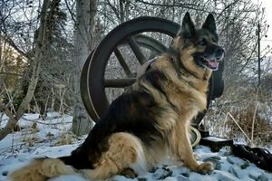 Za 10 godina staža, pas Kilo nanjušio preko 150 kg droge