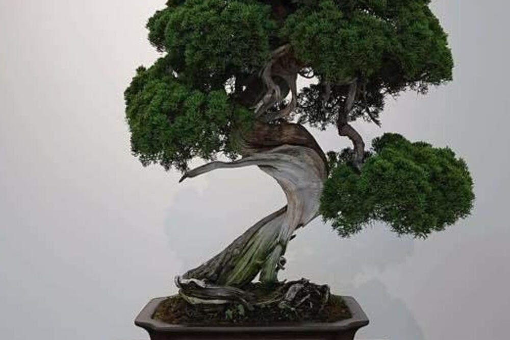 Ukradeni bonsai star 400 godina, Foto: Screenshot (Twitter)