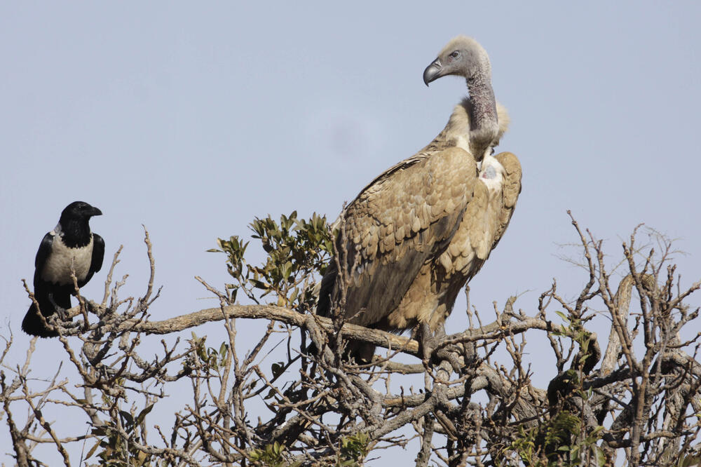 afrički supovi, Foto: Beta-AP