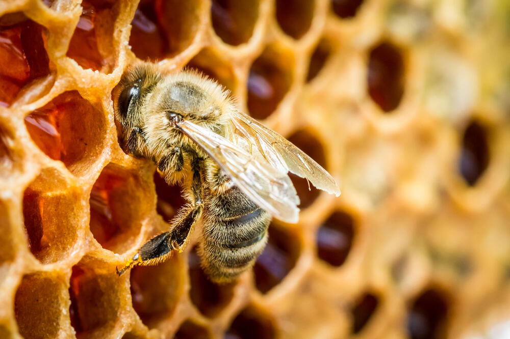pčela, Foto: Shutterstock