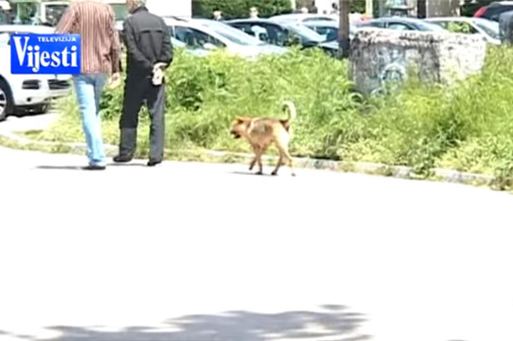 Azil za pse, Nikšić, Foto: Printscreen (YouTube)