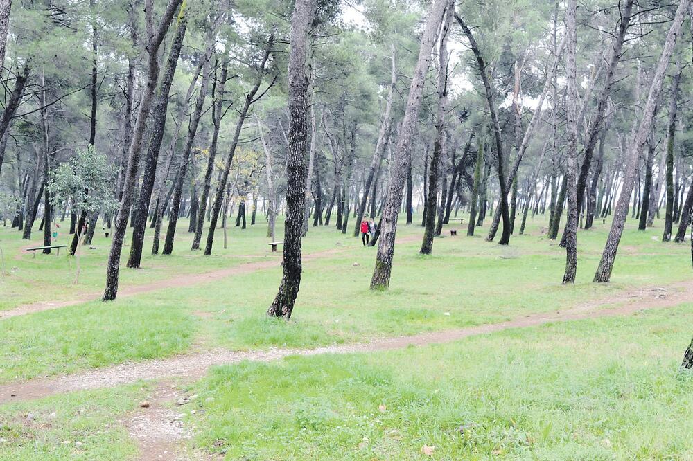 Tološka šuma, Foto: Zoran Đurić