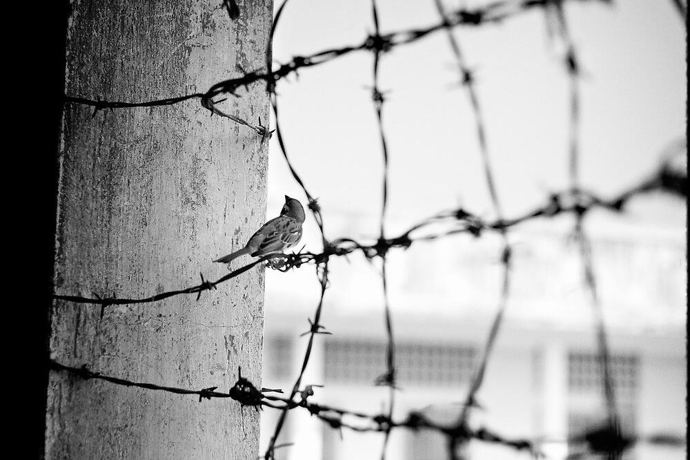 Žica, ptica (Novine)