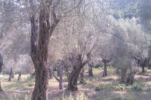 Manifestacija u Baru pokazala značaj rane berbe maslina