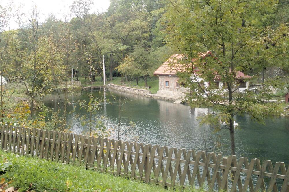 labudovi pljevlja, Foto: Goran Malidžan