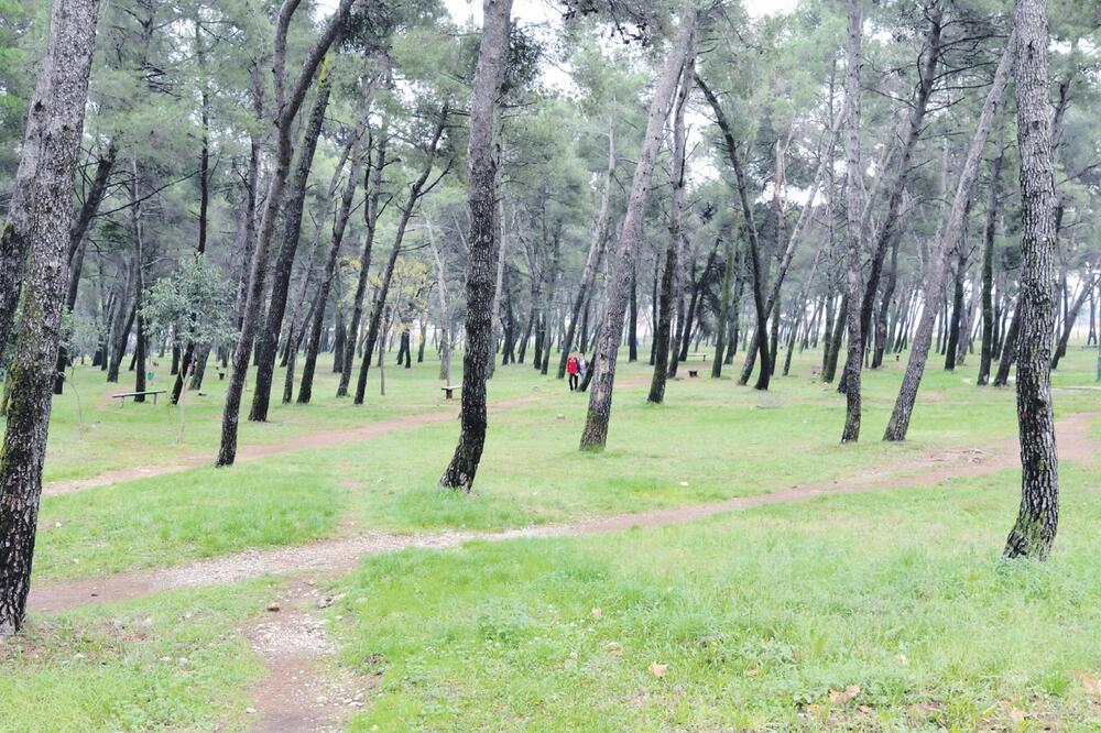 Tološka šuma, Foto: Zoran Đurić