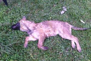 Nikšić: Otrovano pet odraslih pasa i tri šteneta, otrov postavljen...