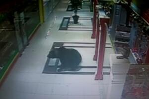 Medvjed zalutao u tržni centar u Sibiru