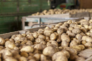 Krompir, kupus, pasulj. Pa opet