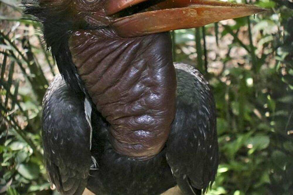 ptica nosorog, Foto: BBC