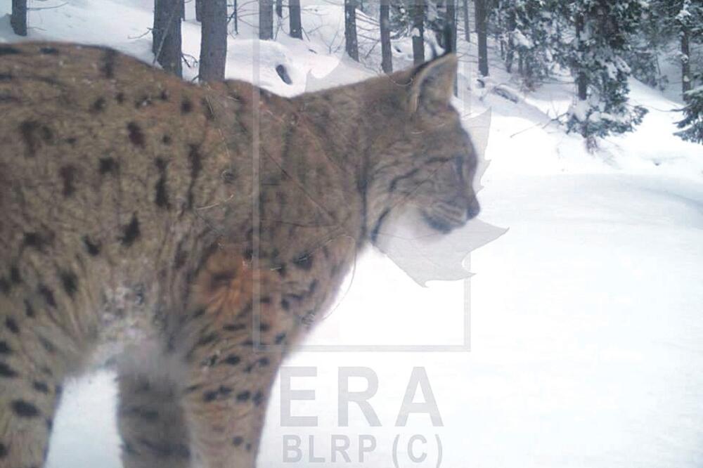 ris, Kosovo, Foto: Ekogroup