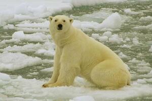 Rusija: Polarni medvjedi zbog gladi sišli u naselja