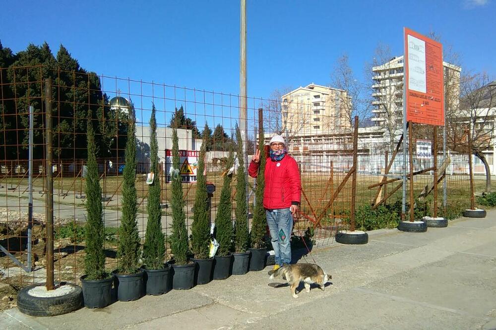 Sadnice ispred ograde gradilišta, Foto: Radomir Petrić