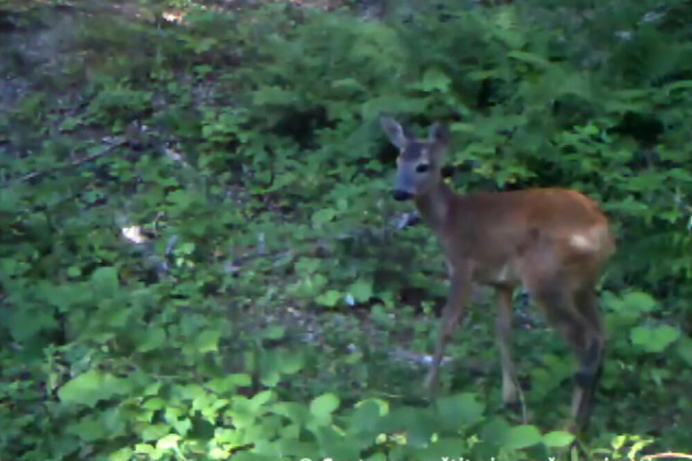 CZIP, životinje, crnogorske šume, Foto: Printscreen (YouTube)