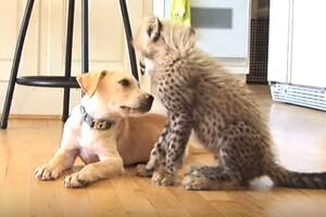 Pogledajte kako pas i gepard ipak mogu biti prijatelji