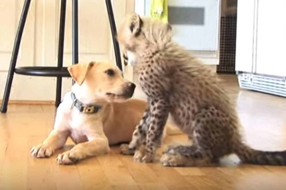 gepard, pas, Foto: Screenshot (YouTube)