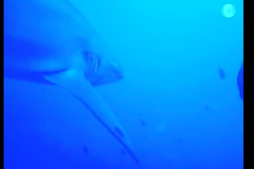 Ajkula, Foto: Screenshot (YouTube)