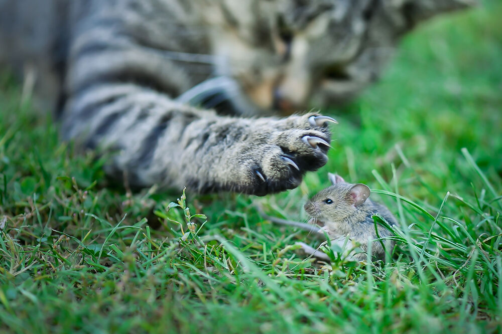 mačka, miš, Foto: Shutterstock