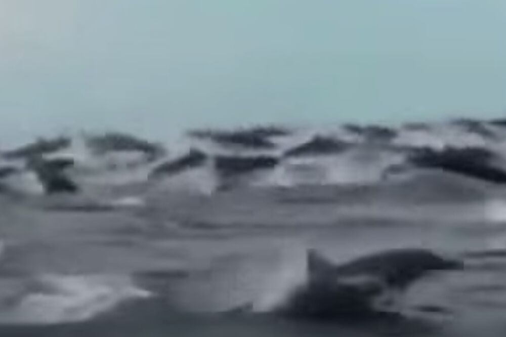 delfini Kostarika, Foto: Screenshot (YouTube)
