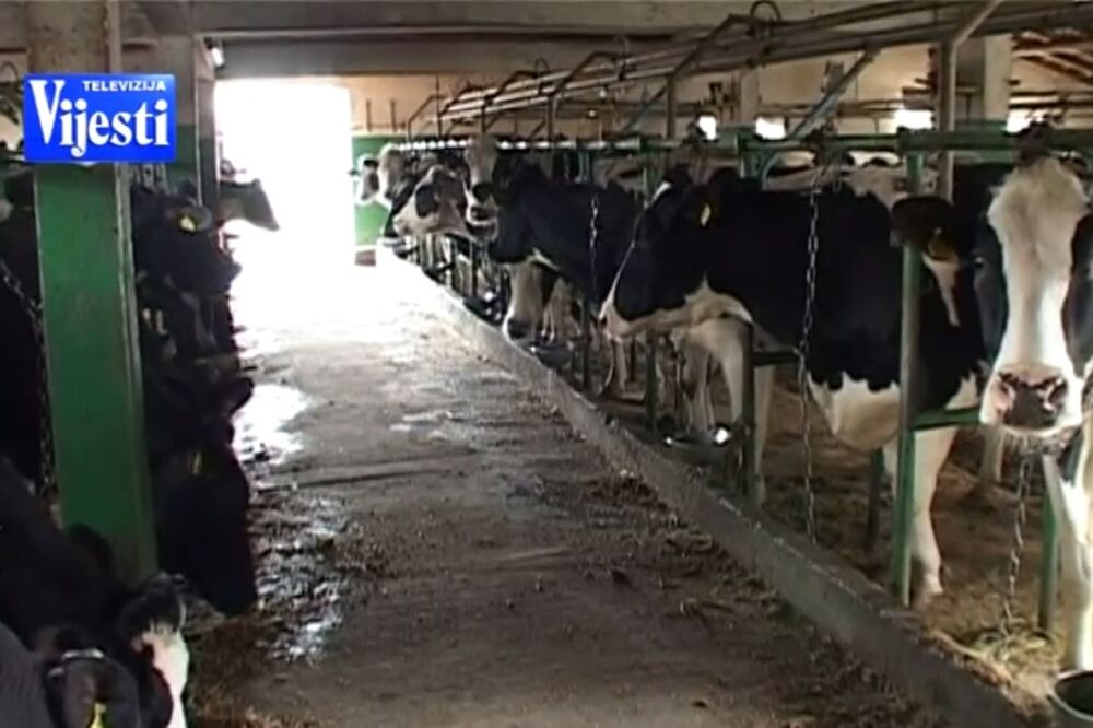 TV Vijesti IPARD like program, Foto: Screenshot (YouTube)