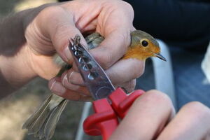 CZIP postao član Evropske unije za prstenovanje ptica (EURING)
