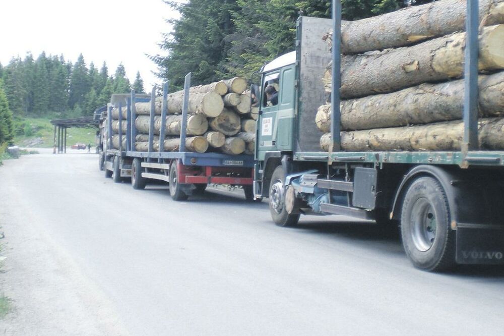 šumska građa, šuma, Foto: Aida Skorupan