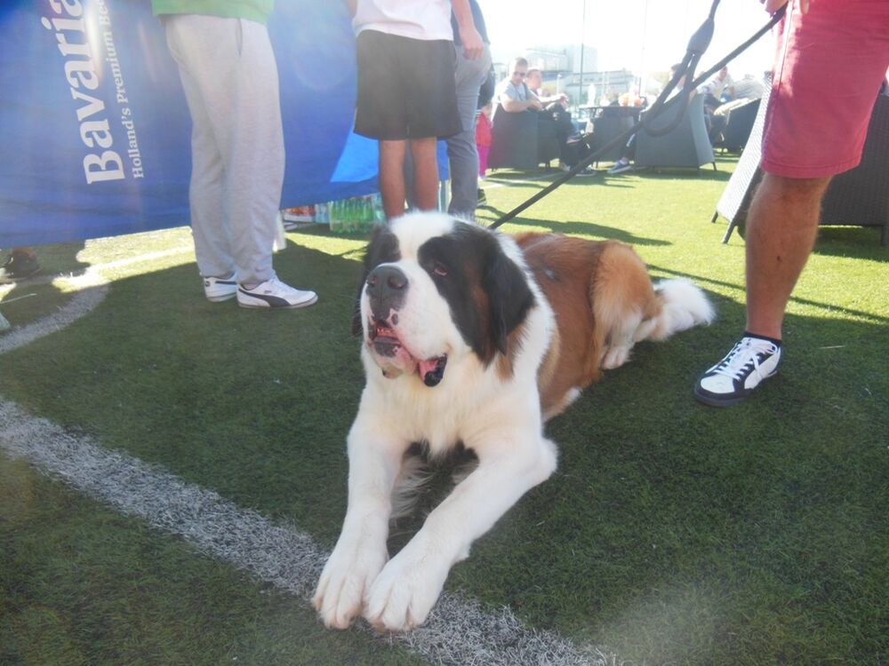 izložba pasa Nikšić