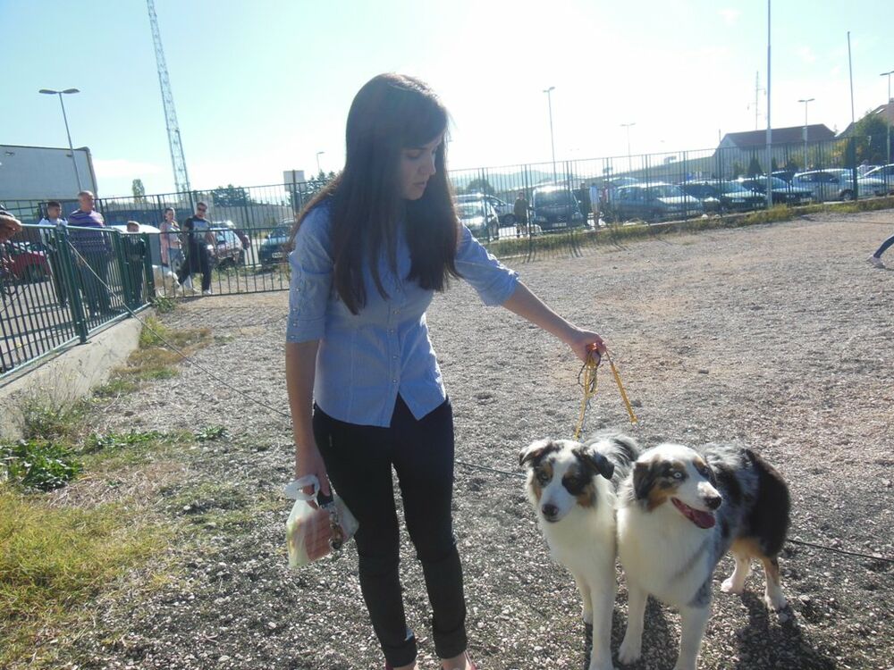 izložba pasa Nikšić