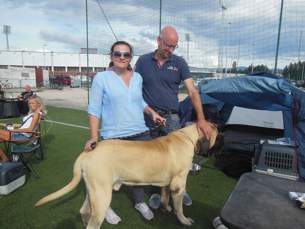 izložba pasa Nikšić