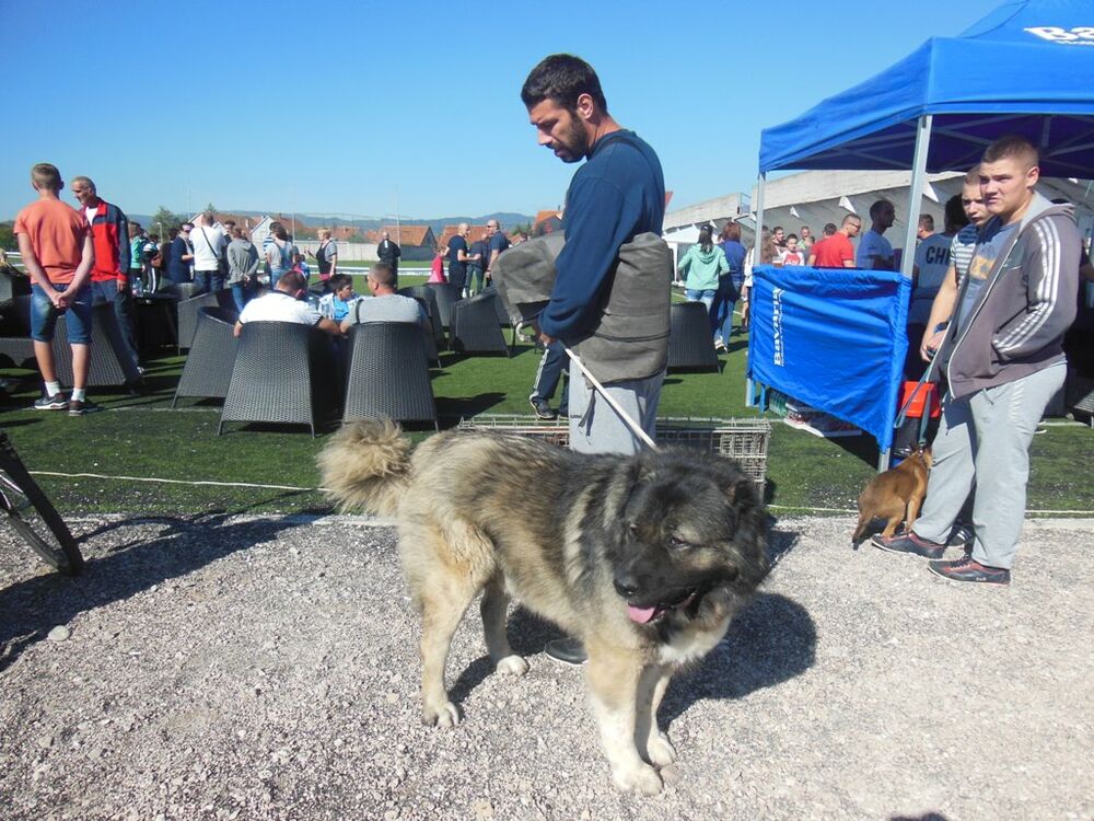 izložba pasa Nikšić