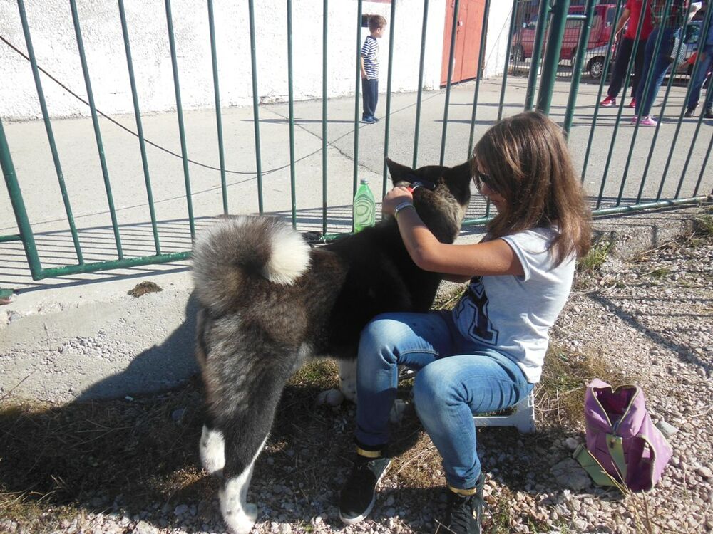 izložba pasa Nikšić