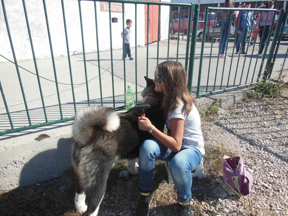 izložba pasa Nikšić