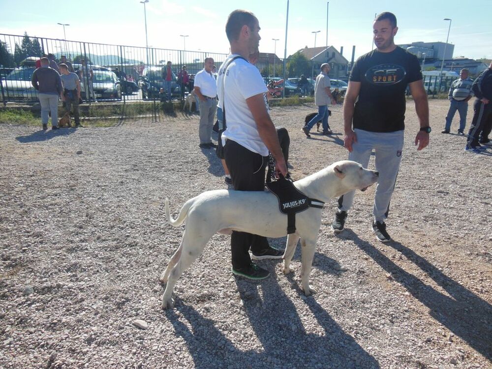 izložba pasa Nikšić